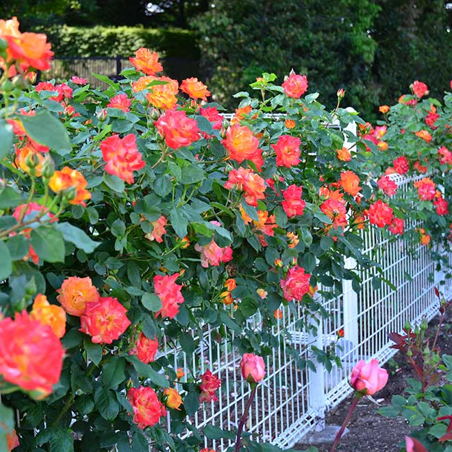 バラ ふれ太鼓｜花の手帖の薔薇図鑑