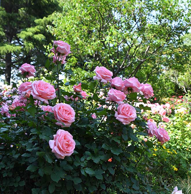バラ はまみらい｜花の手帖の薔薇図鑑
