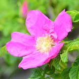 バラ ハマナシ｜花の手帖の薔薇図鑑