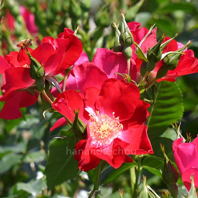 バラ ハンブルガー フェニックス|花の手帖の薔薇図鑑