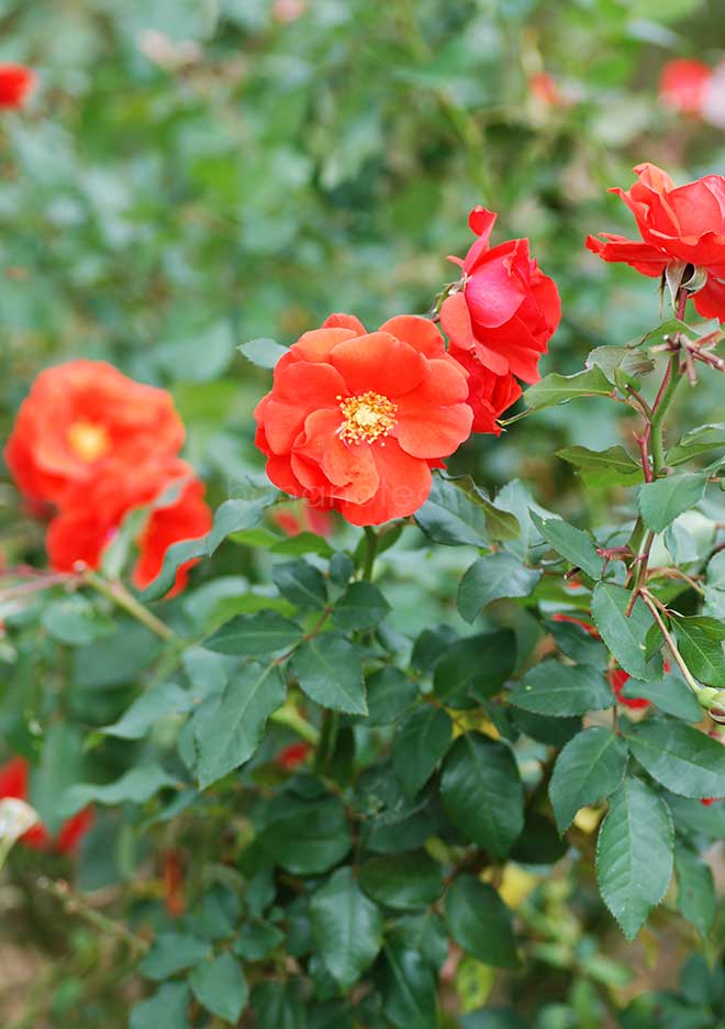バラ 花房｜花の手帖の薔薇図鑑