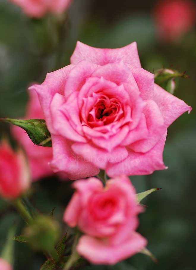 バラ 花散里｜花の手帖の薔薇図鑑