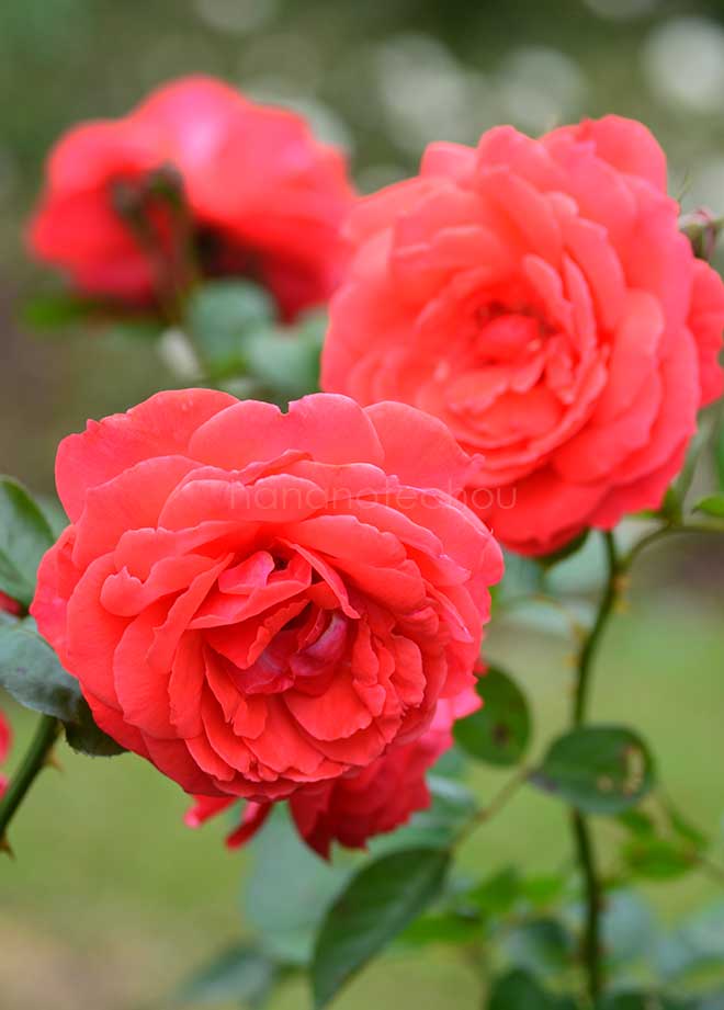 バラ 花笠｜花の手帖の薔薇図鑑