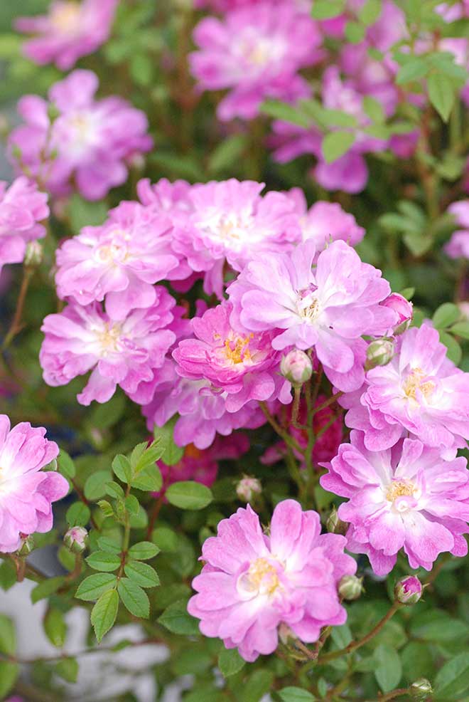 バラ 花祭り｜花の手帖の薔薇図鑑