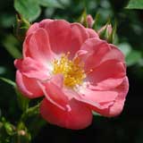 バラ 花見川｜花の手帖のバラ図鑑