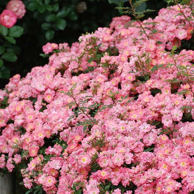 バラ 花見川｜花の手帖の薔薇図鑑