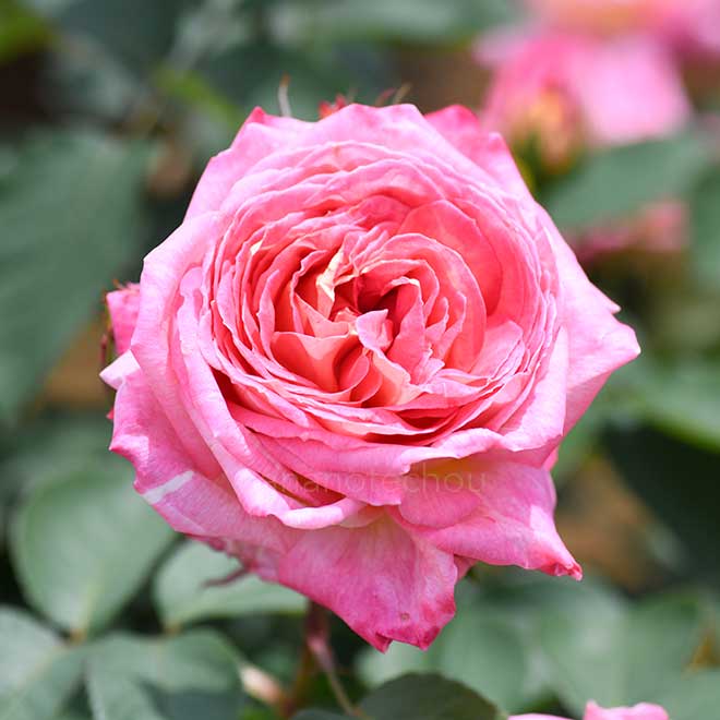 バラ 花山吹
｜花の手帖の薔薇図鑑