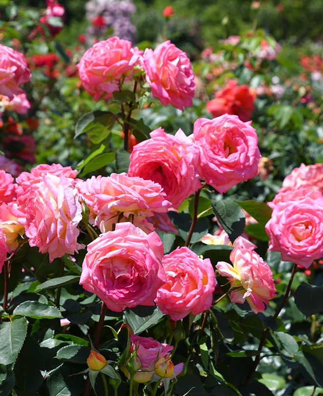 バラ 花山吹
｜花の手帖の薔薇図鑑