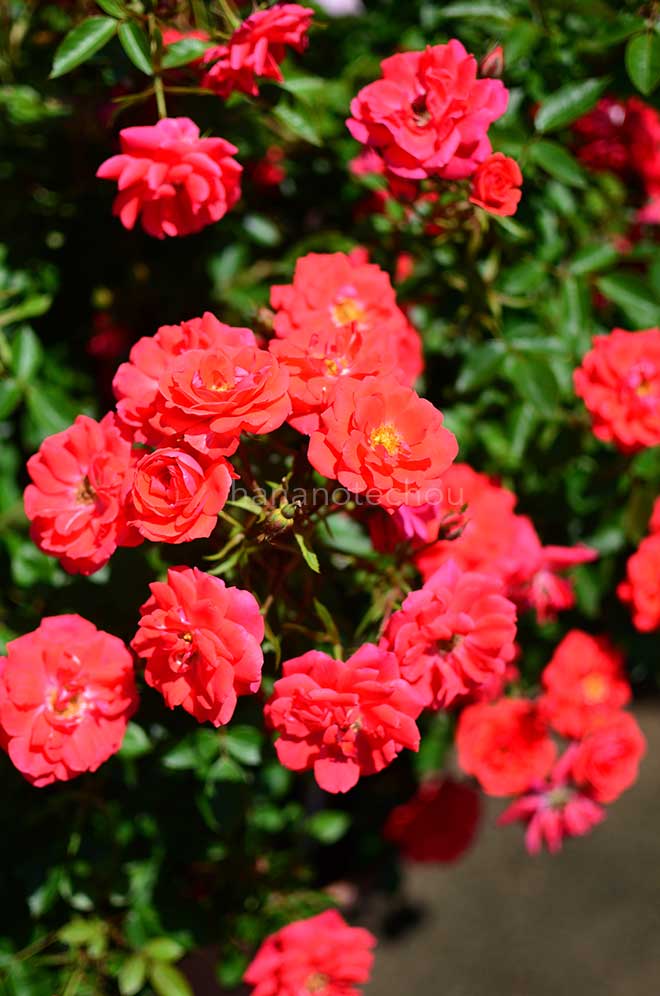 バラ ハンド イン ハンド｜花の手帖の薔薇図鑑