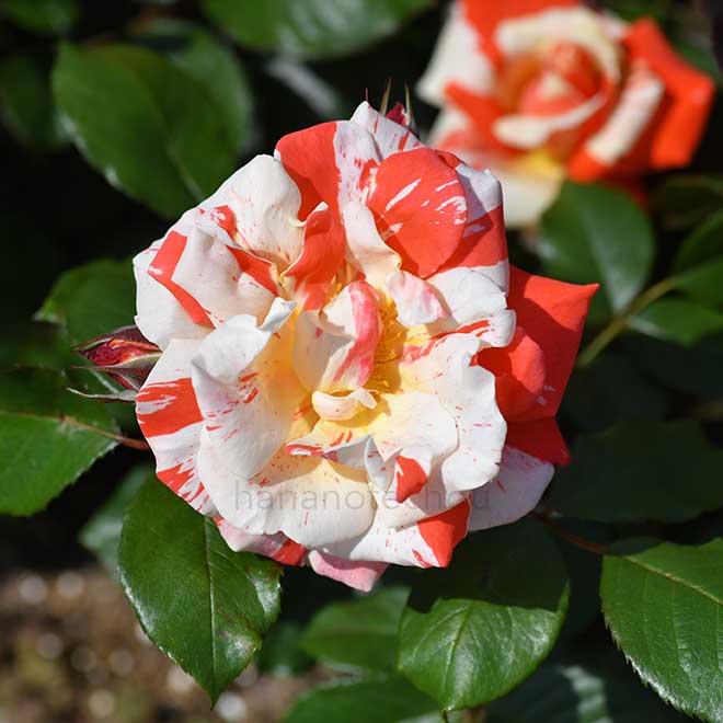 バラ ハンキー パンキー｜花の手帖の薔薇図鑑