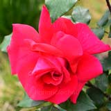 バラ ハンネ｜花の手帖の薔薇図鑑