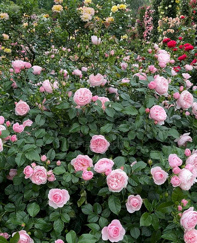 バラ ハンス ゲーネバイン｜花の手帖の薔薇図鑑