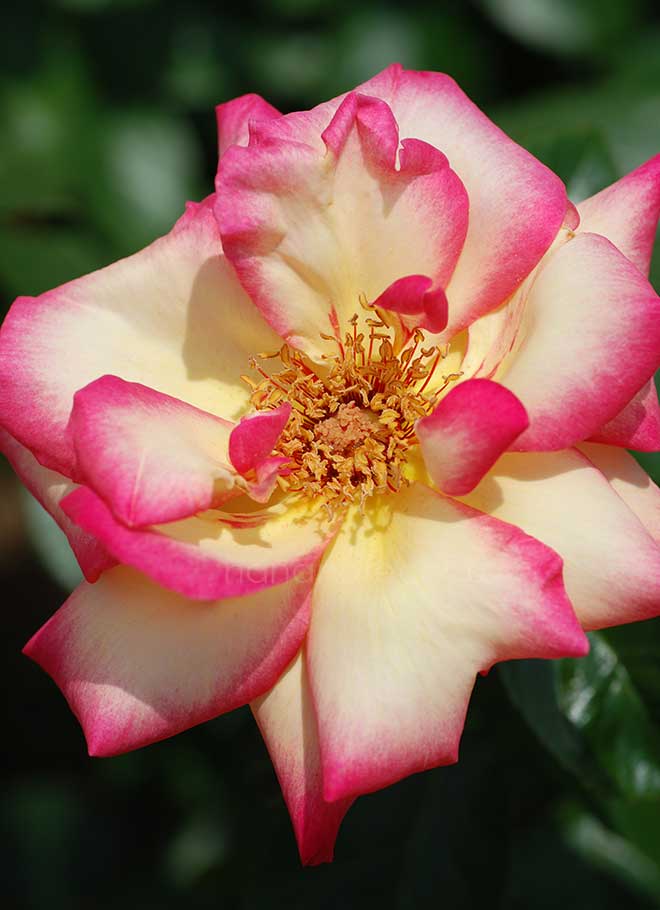 バラ ハッピー イベント｜花の手帖の薔薇図鑑