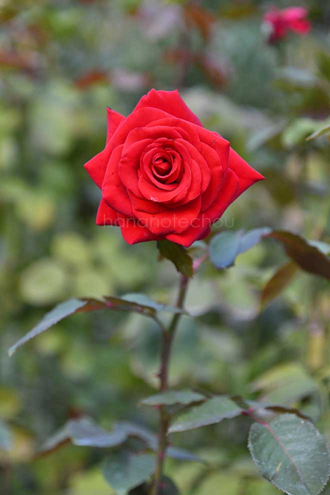 バラ ハッピー ルビー ウェディング｜花の手帖の薔薇図鑑