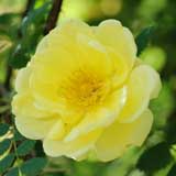 バラ ハリソンズイエロー｜花の手帖の薔薇図鑑