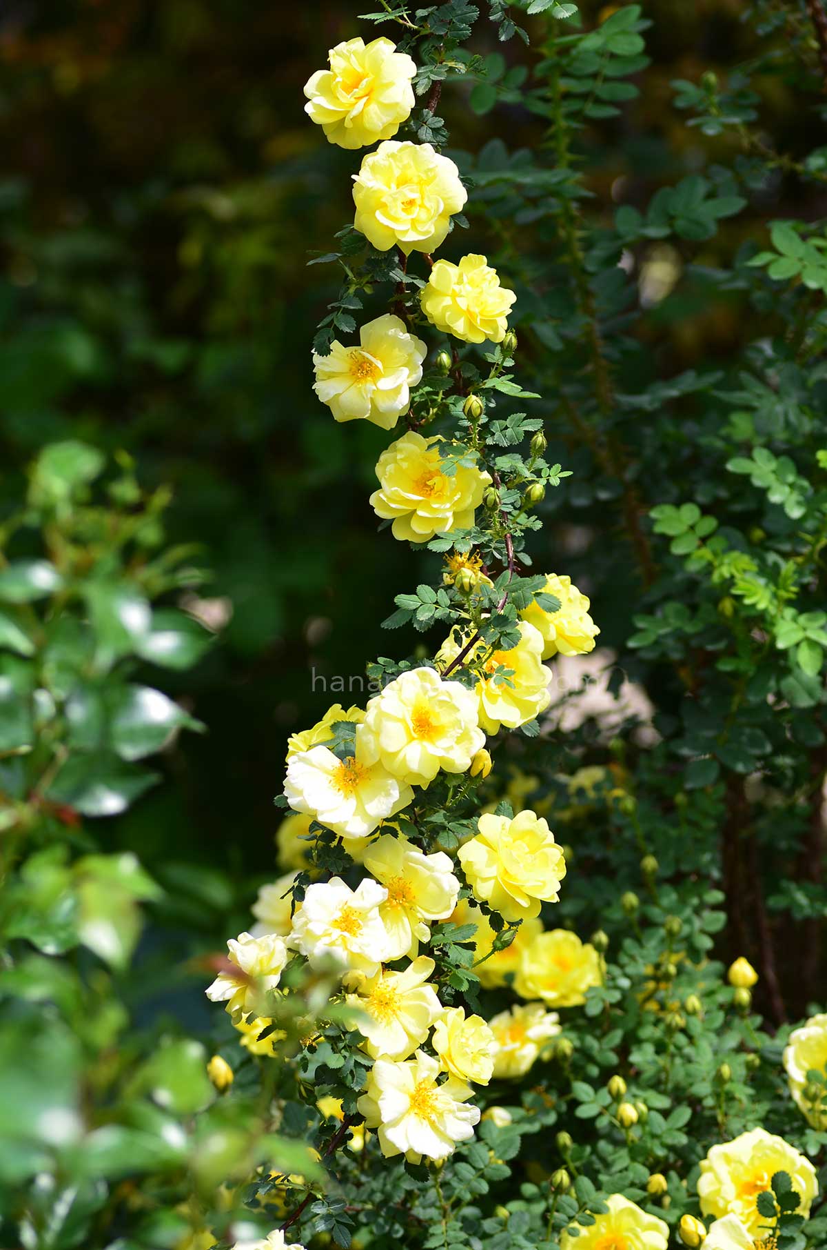バラ ハリソンズ イエロー｜花の手帖の薔薇図鑑