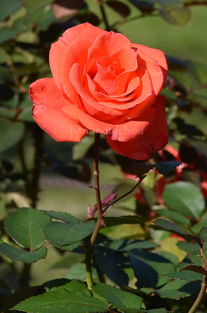 バラ ハーモニー｜花の手帖の薔薇図鑑