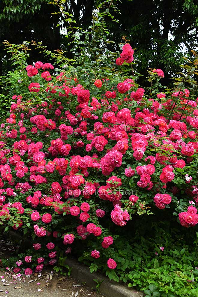 バラ 春風｜花の手帖の薔薇図鑑