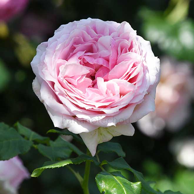 バラ 春乃｜花の手帖の薔薇図鑑