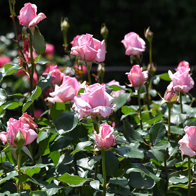 バラ 春の声｜花の手帖の薔薇図鑑