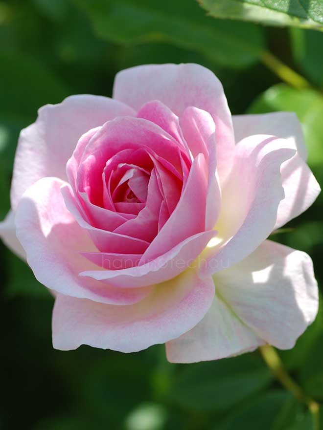 バラ 春の舞｜花の手帖の薔薇図鑑