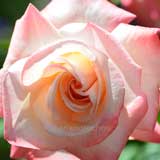 バラ 初雁｜花の手帖の薔薇図鑑