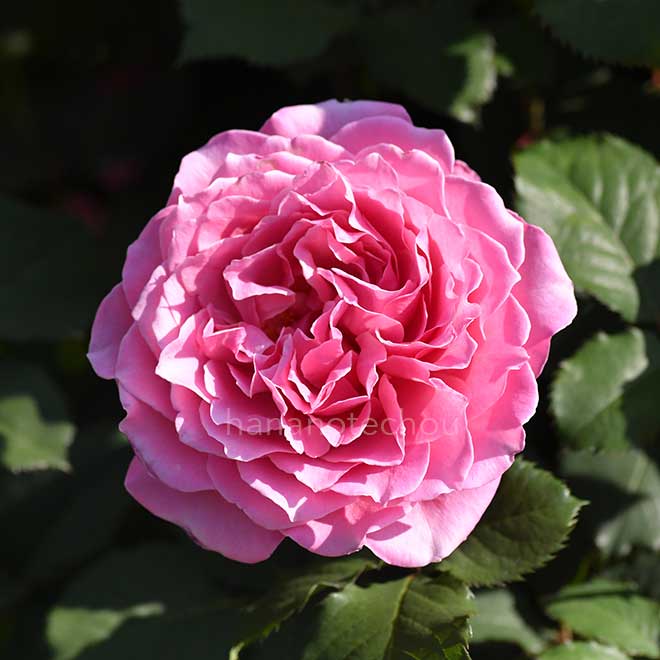 バラ ｜花の手帖の薔薇図鑑