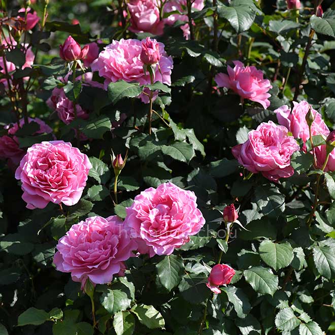 バラ ｜花の手帖の薔薇図鑑