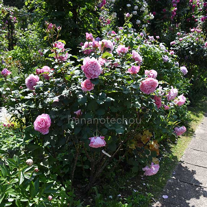 バラ ｜花の手帖の薔薇図鑑