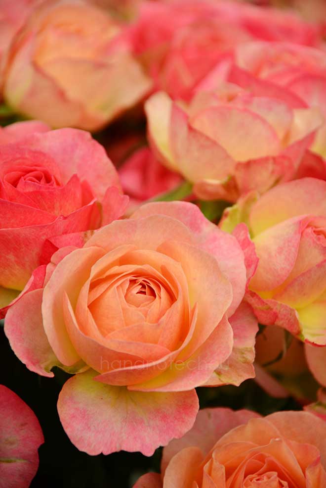 バラ ヒートアンドビート｜花の手帖の薔薇図鑑