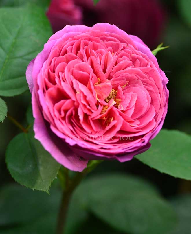 バラ ヒースクリフ｜花の手帖の薔薇図鑑