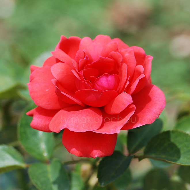 バラ ヒート ウェーブ｜花の手帖の薔薇図鑑