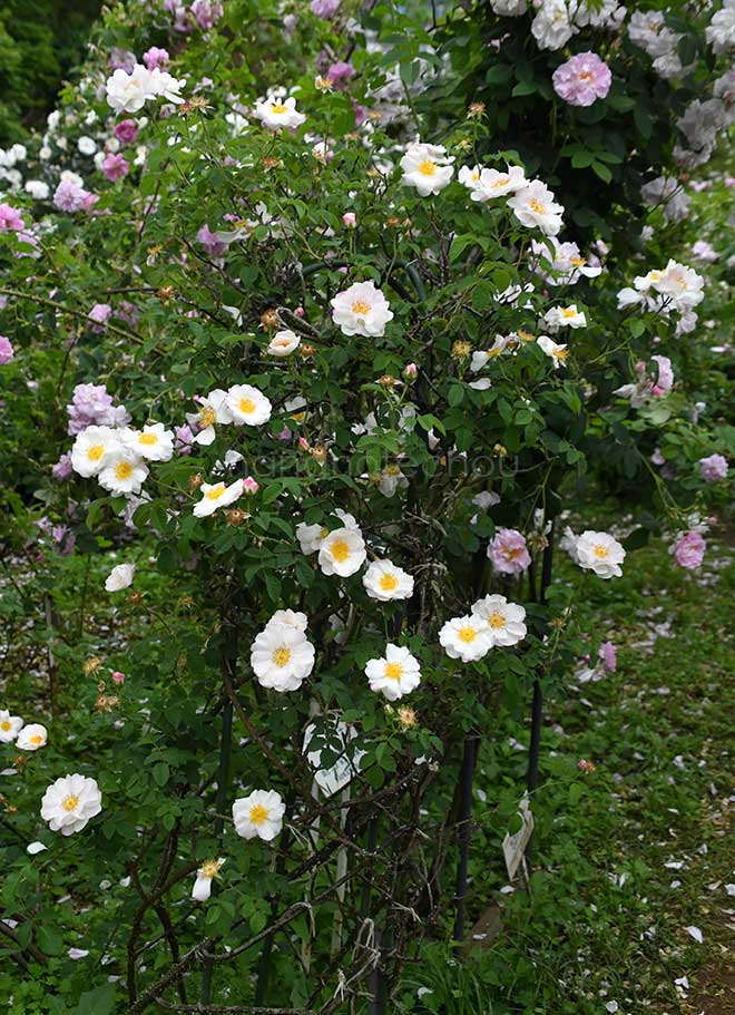 バラ ヘーベス リップ｜花の手帖の薔薇図鑑