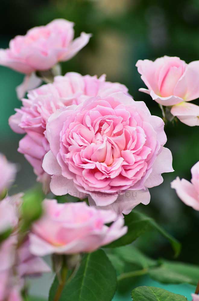 バラ ヘレン｜花の手帖の薔薇図鑑