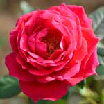 バラ ヘレンシェーン｜花の手帖の薔薇図鑑