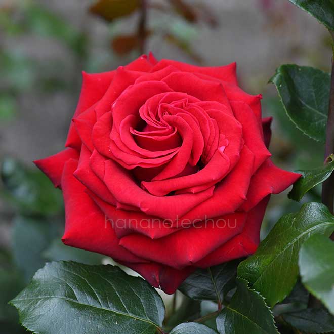 バラ ヘルムット コール ローズ｜花の手帖の薔薇図鑑