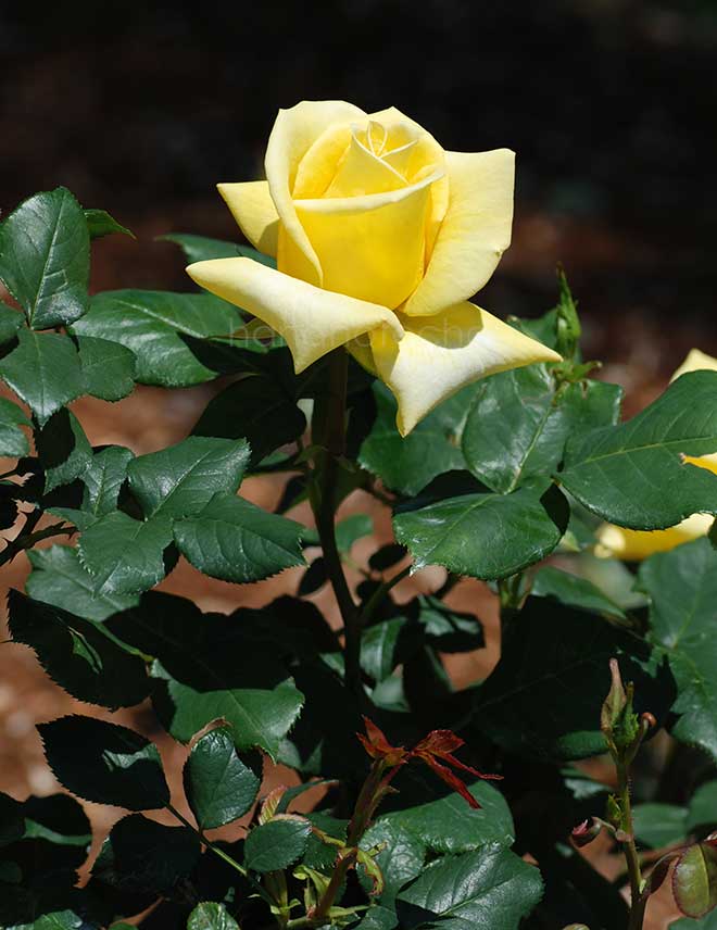 バラ ヘルムット シュミット｜花の手帖の薔薇図鑑