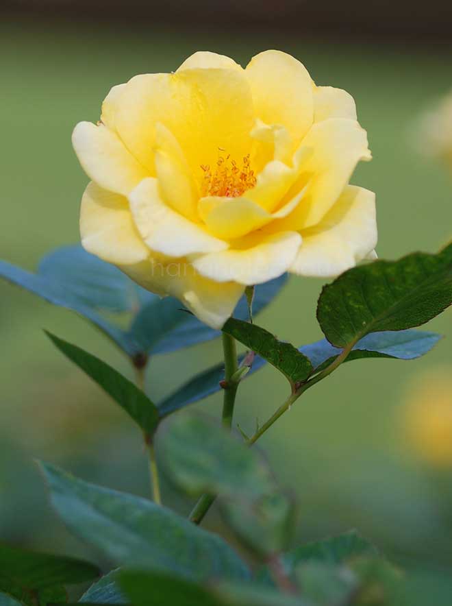バラ ヘルムット シュミット｜花の手帖の薔薇図鑑