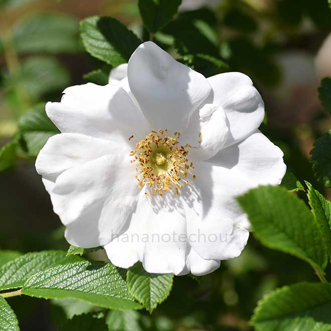 バラ ヘンリー ハドソン｜花の手帖の薔薇図鑑