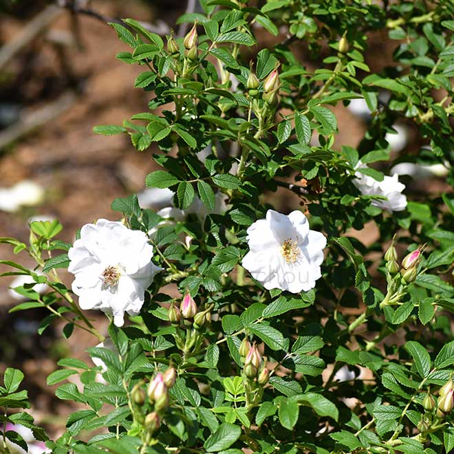 バラ ヘンリー ハドソン｜花の手帖の薔薇図鑑