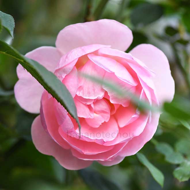 バラ ヒーロー｜花の手帖の薔薇図鑑