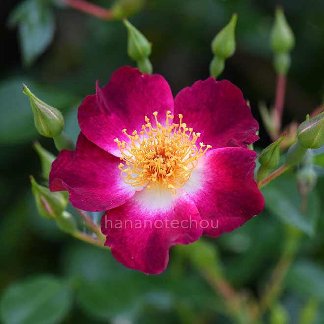 バラ ｜花の手帖の薔薇図鑑