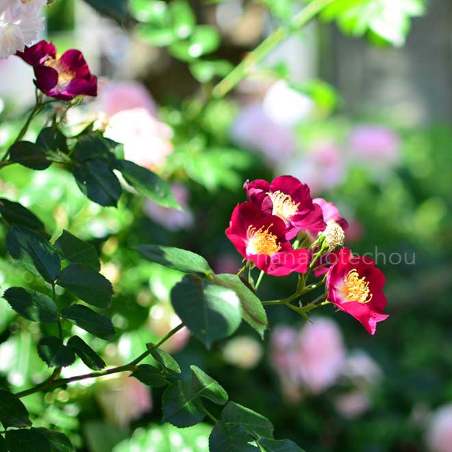 バラ ｜花の手帖の薔薇図鑑