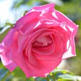 バラ ハイ エステーム｜花の手帖の薔薇図鑑