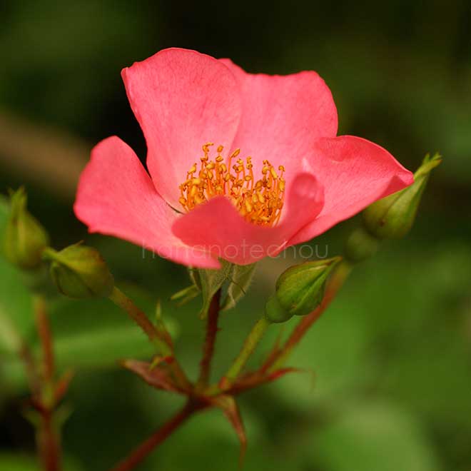 バラ ハイウェイローズ｜花の手帖の薔薇図鑑