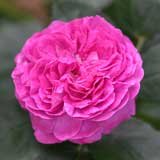 バラ ヒルダ ミュレル｜花の手帖の薔薇図鑑