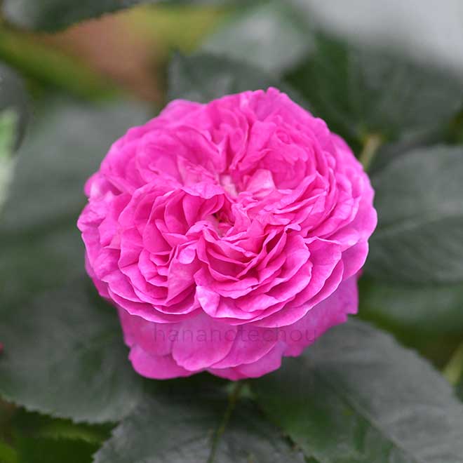 バラ ヒルダ ミュレル｜花の手帖の薔薇図鑑