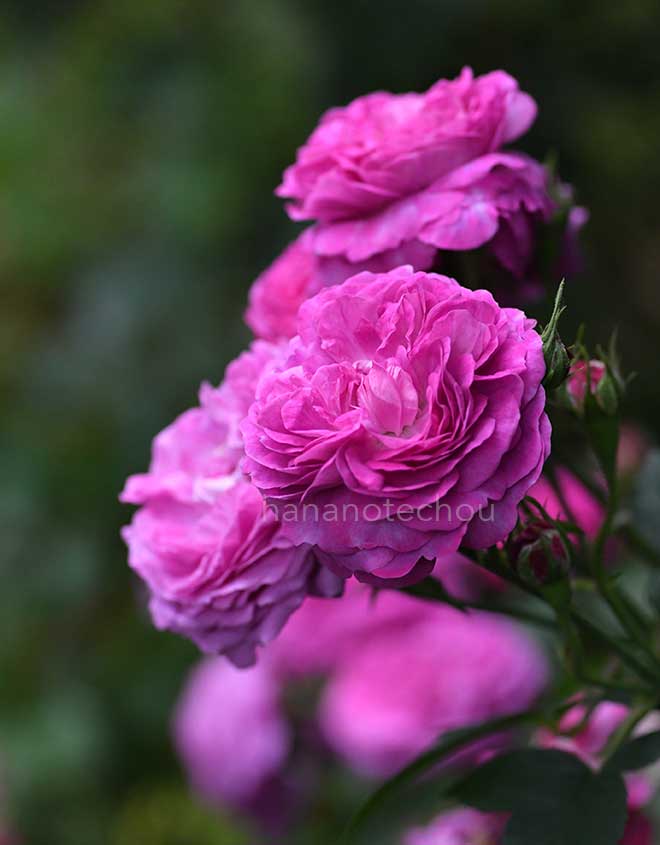 バラ ヒルダ ミュレル｜花の手帖の薔薇図鑑