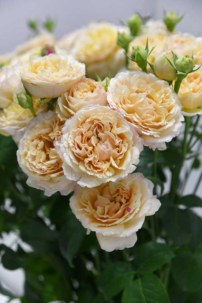 バラ ひまり｜花の手帖の薔薇図鑑