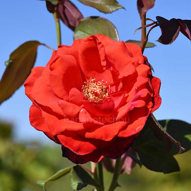 バラ 緋扇｜花の手帖の薔薇図鑑